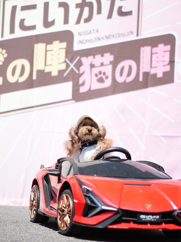 20261031　大かま にいがた犬の陣×猫の陣-4